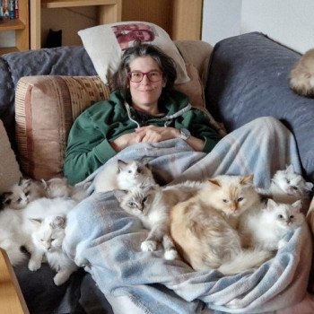Ici présenté les conditions d’adoption de nos chats et chatons Ragdolls
